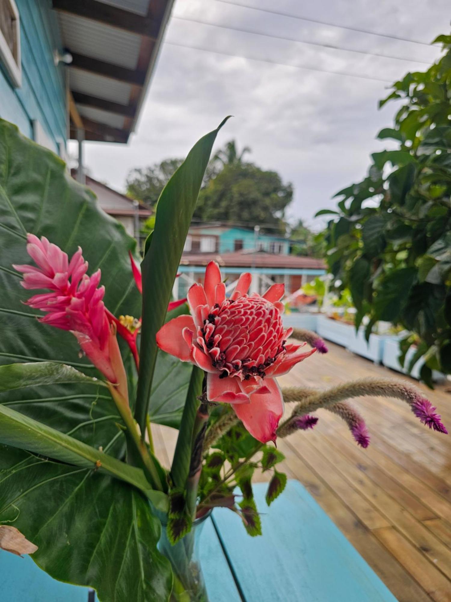Casa Pelicano Bocas del Toro Exteriér fotografie